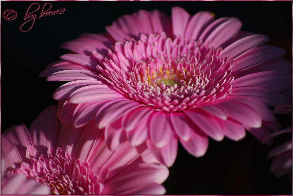 Friedhofsgerbera