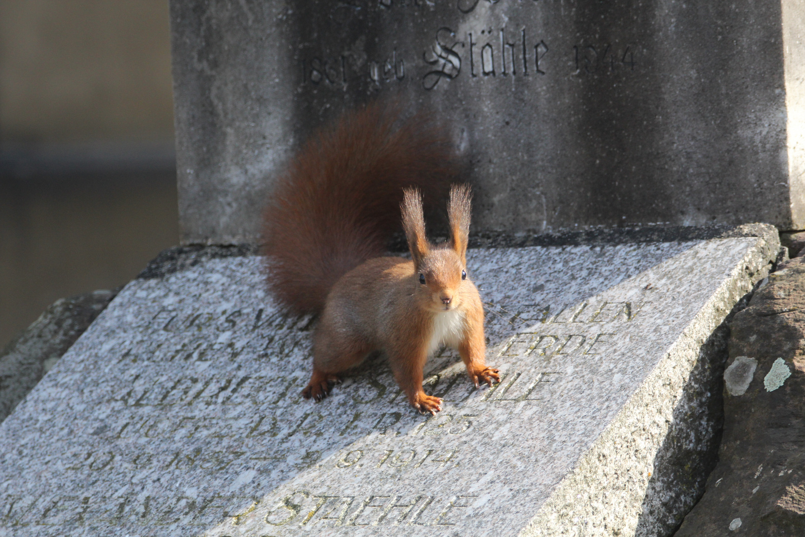 Friedhofshörnchen