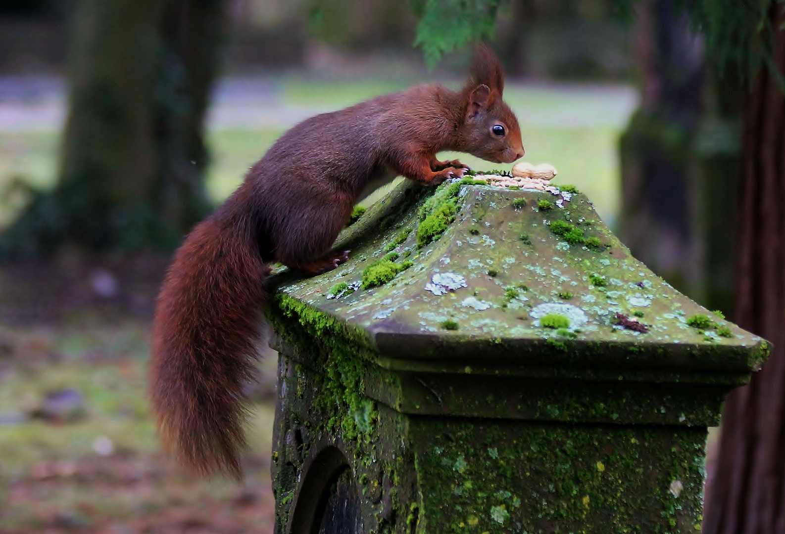 Friedhofshörnchen