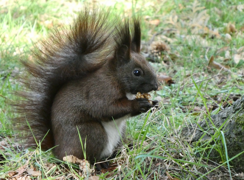 Friedhofshörnchen