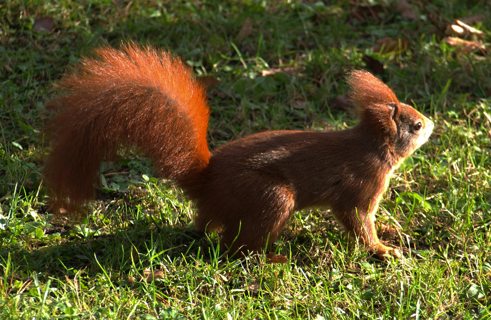 Friedhofshörnchen