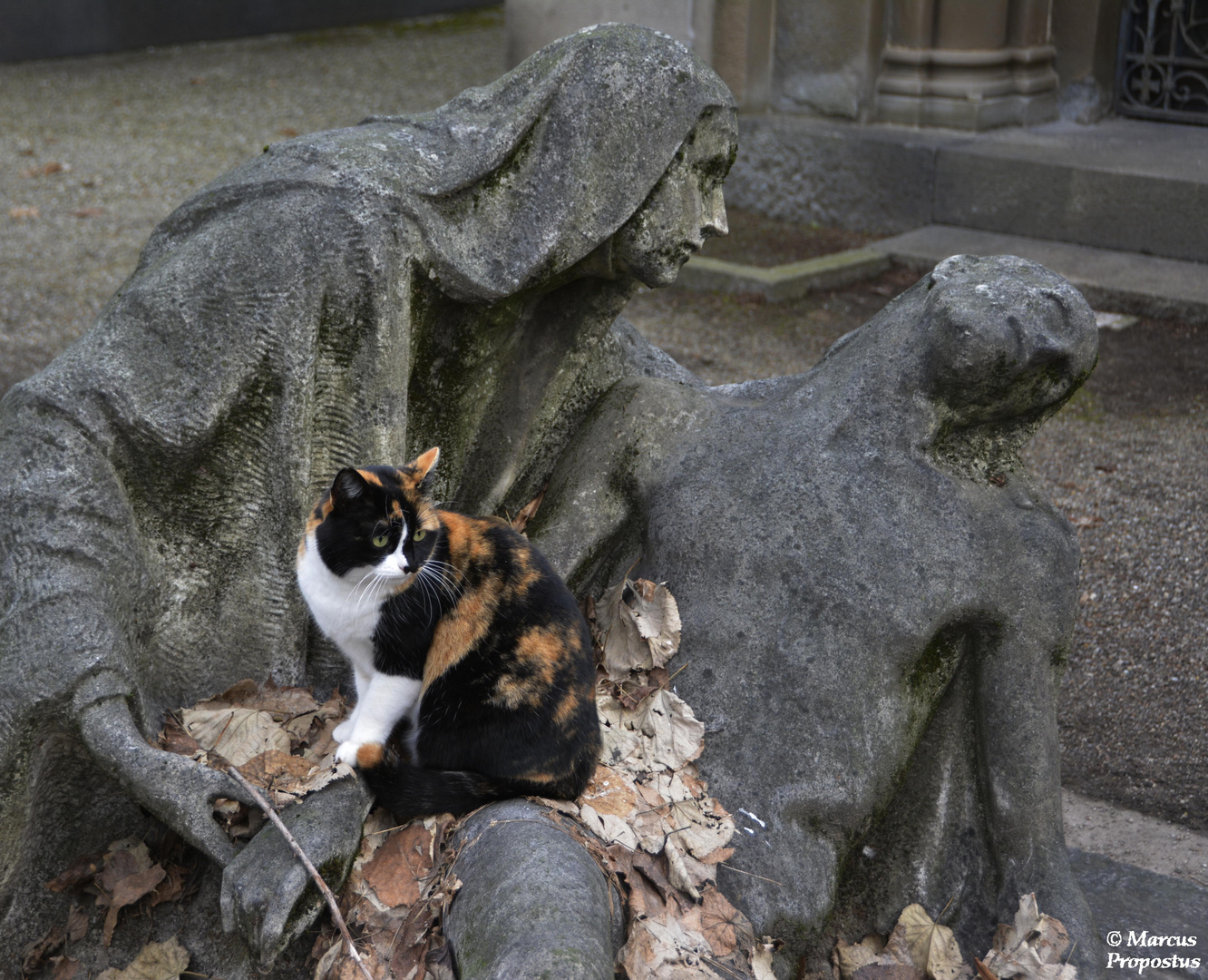 Friedhofskatzen...