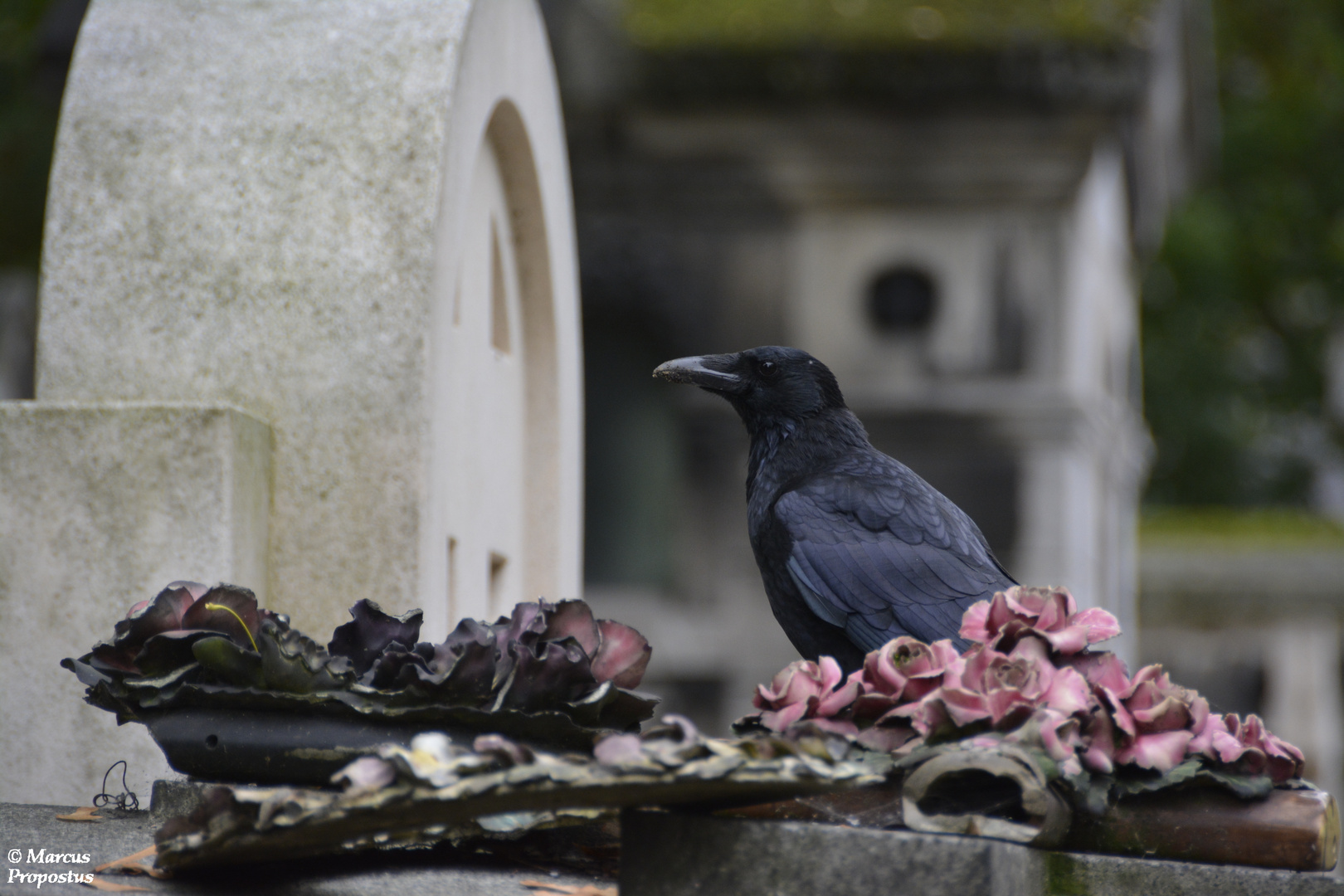 Friedhofsleben... 