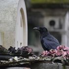 Friedhofsleben... 