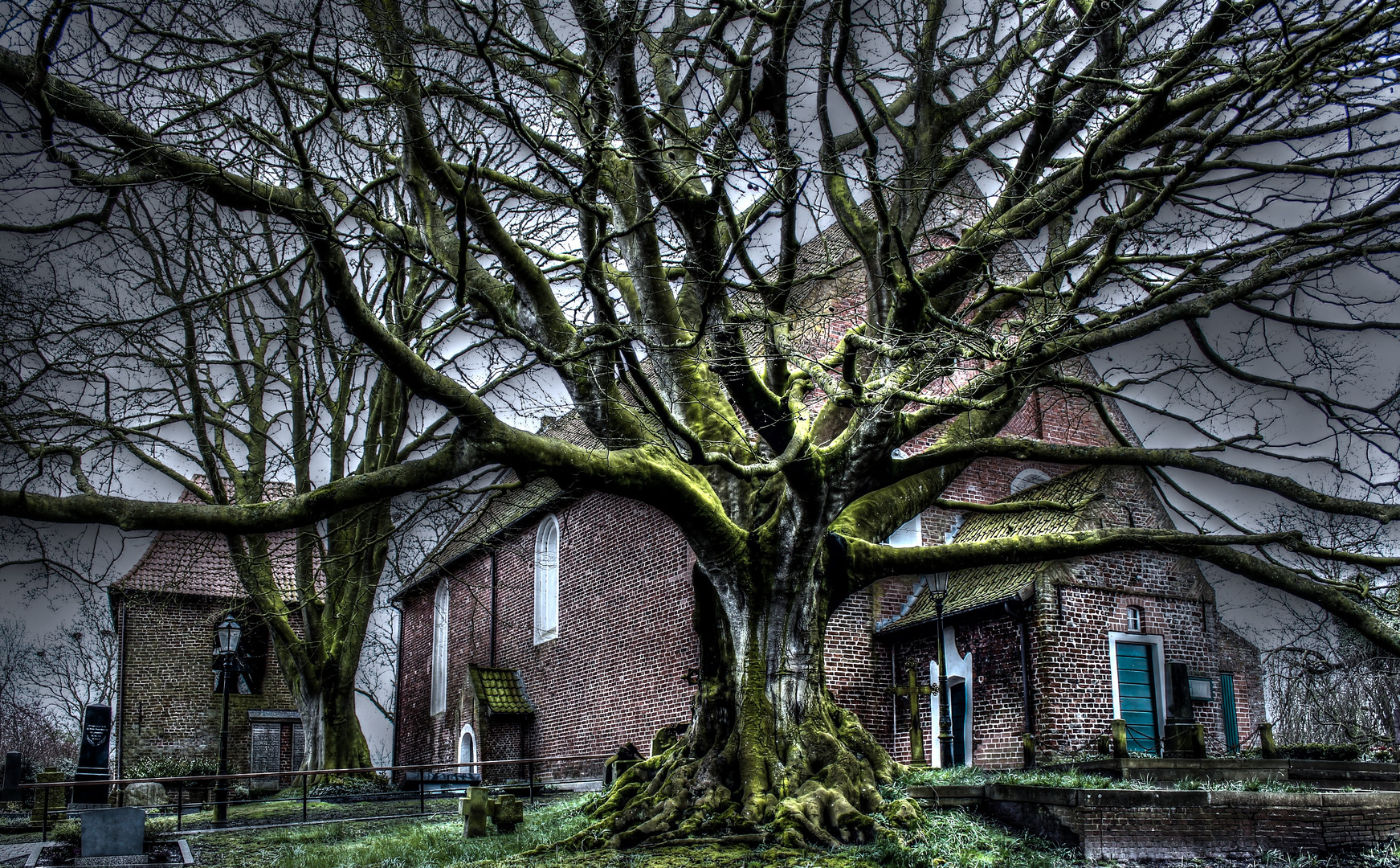 Friedhofslinde auf dem Friedhof in Dornum ( Ostfriesland )