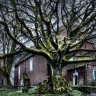 Friedhofslinde auf dem Friedhof in Dornum ( Ostfriesland )