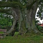 Friedhofslinde in Fischborn (Vogelsberg)