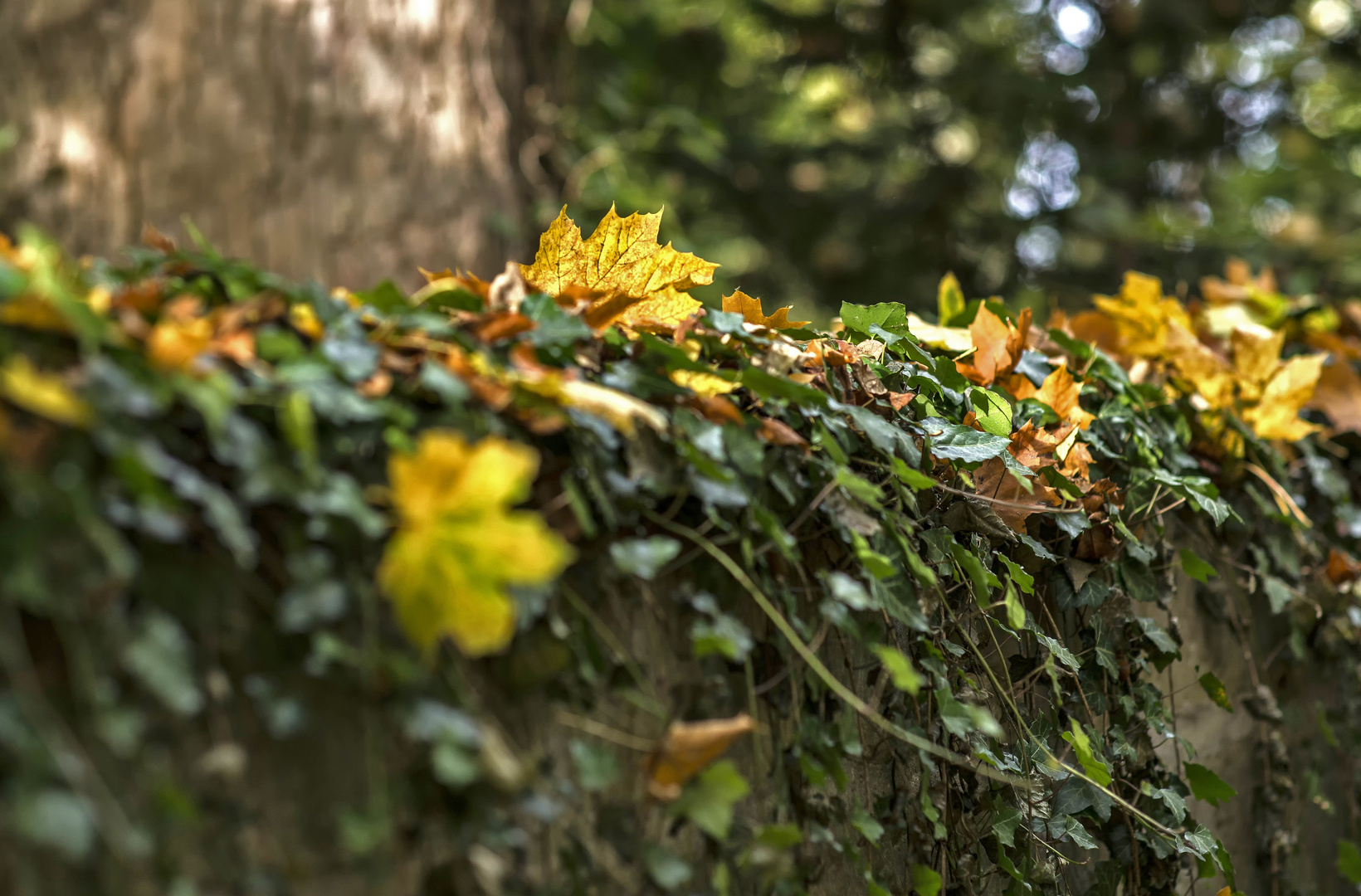 Friedhofsmauer im Herbstlicht