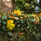 Friedhofsmauer im Herbstlicht