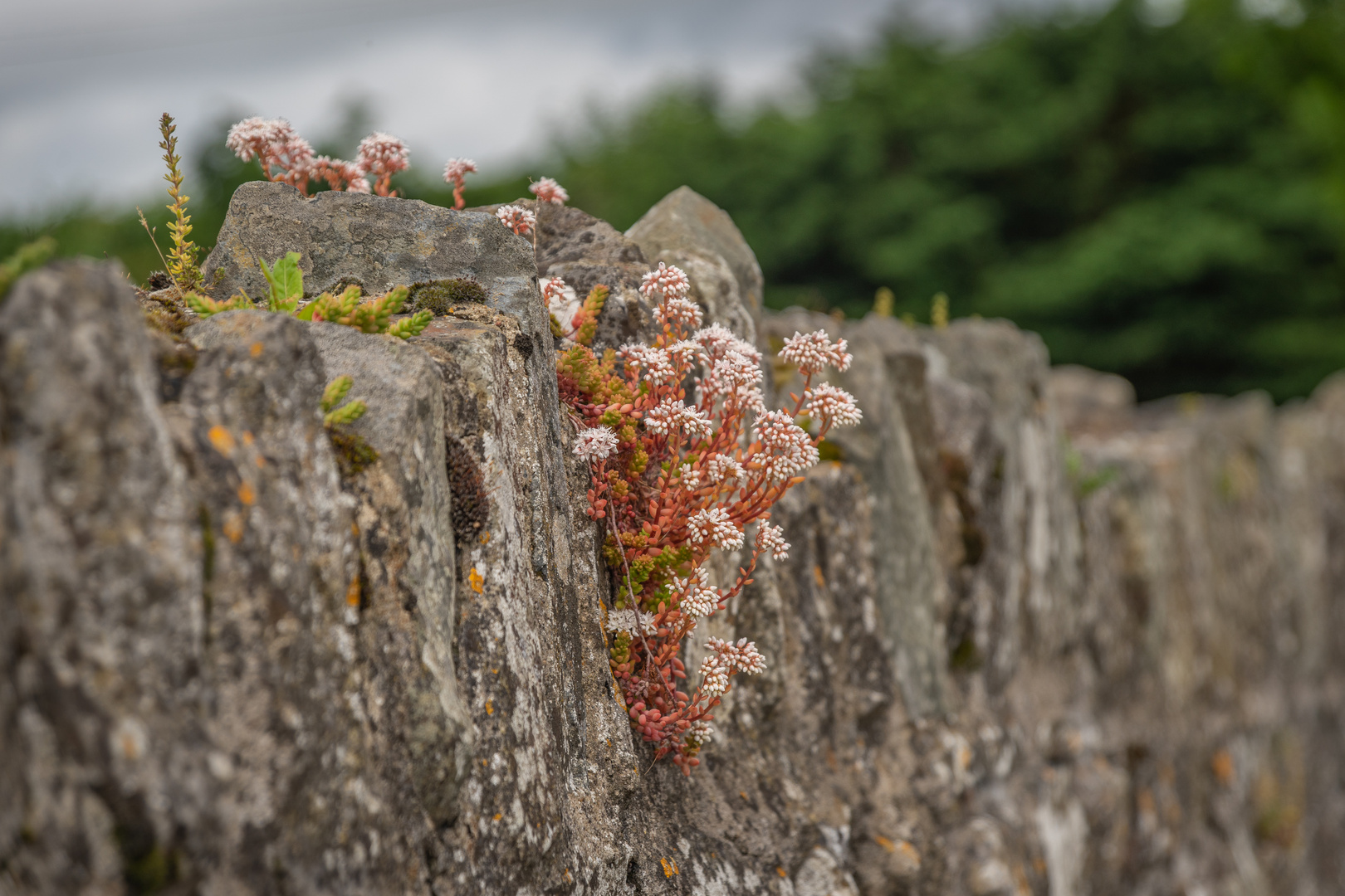 Friedhofsmauer - Vorort von Dublin/Irland