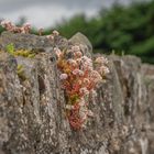 Friedhofsmauer - Vorort von Dublin/Irland