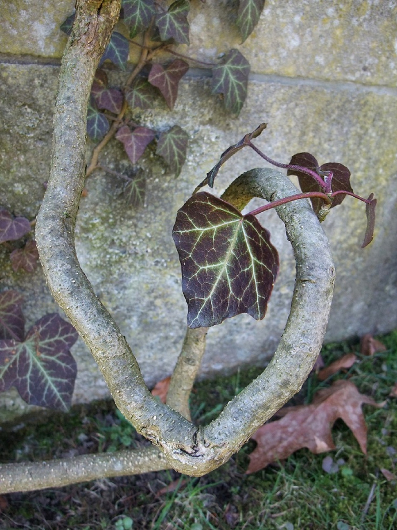 friedhofsranken