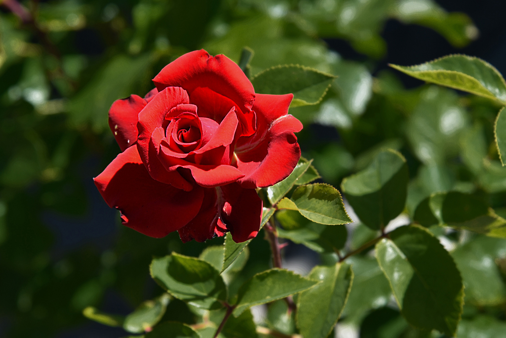 Friedhofsrose