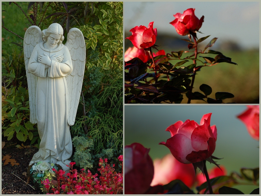 Friedhofsrosen...