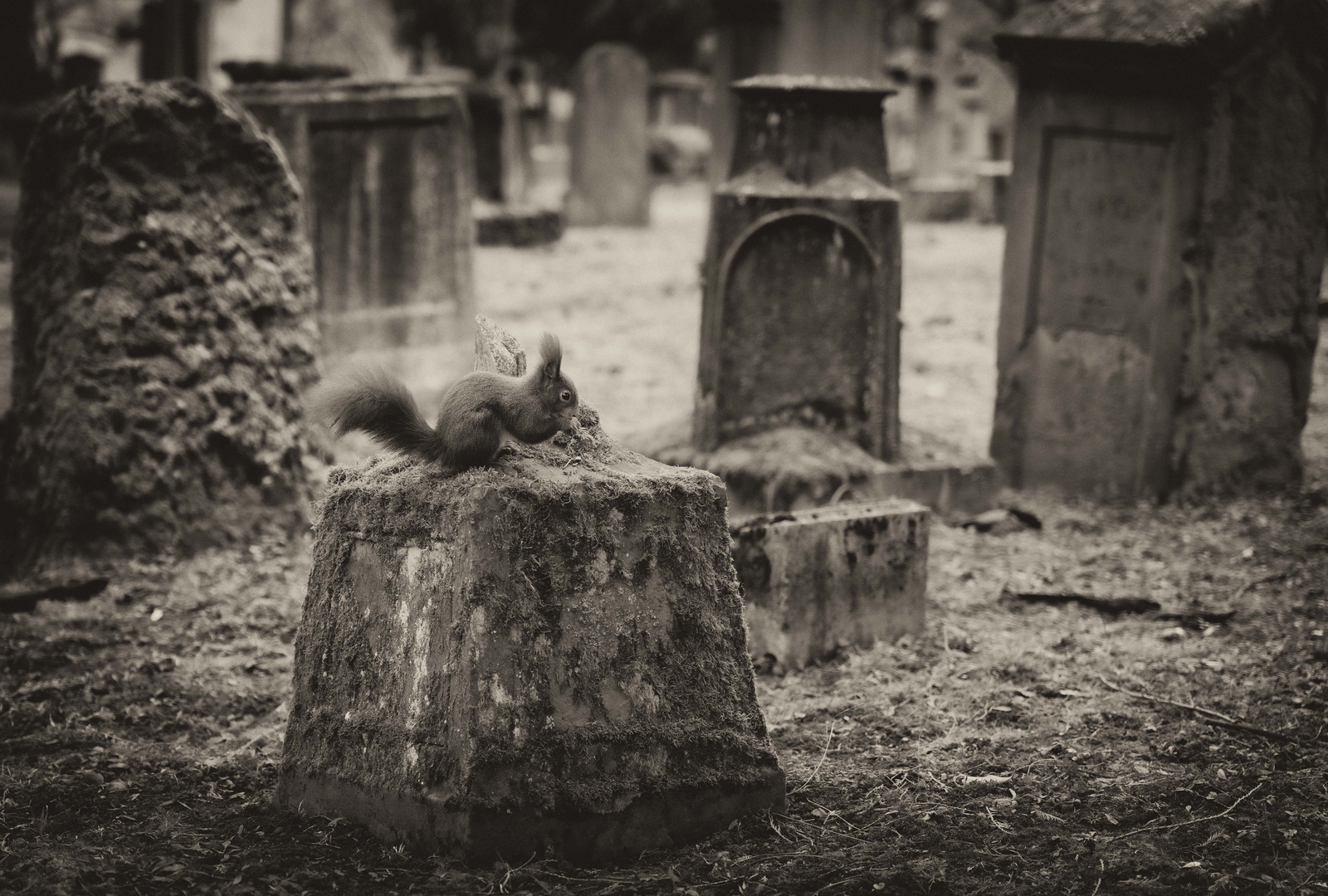 Friedhofsruhe