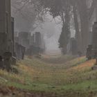 Friedhofsspaziergang im alten jüdischen Friedhof- Wiener Zentralfriedhof