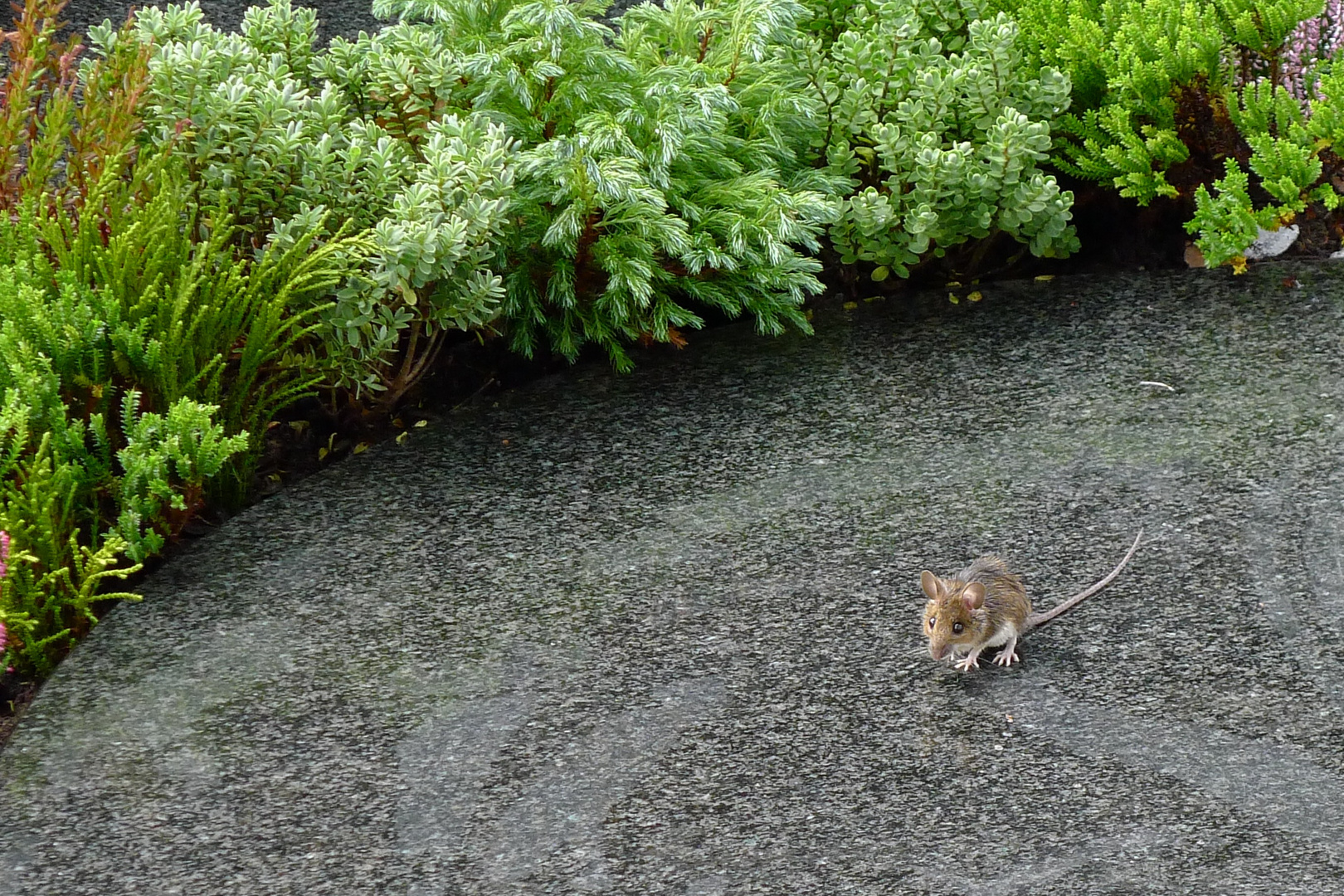 Friedhofsspitzmaus, ängstlich beherzt