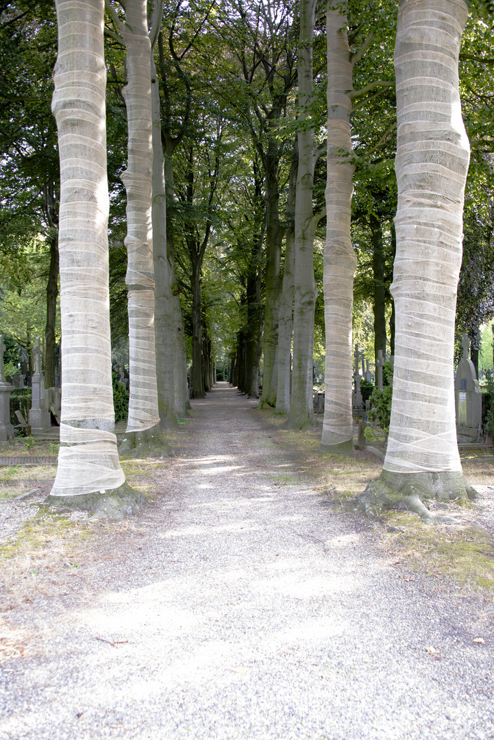 Friedhofsweg zwischen Bäumen