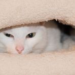 Friedie`s Katzenversteck 