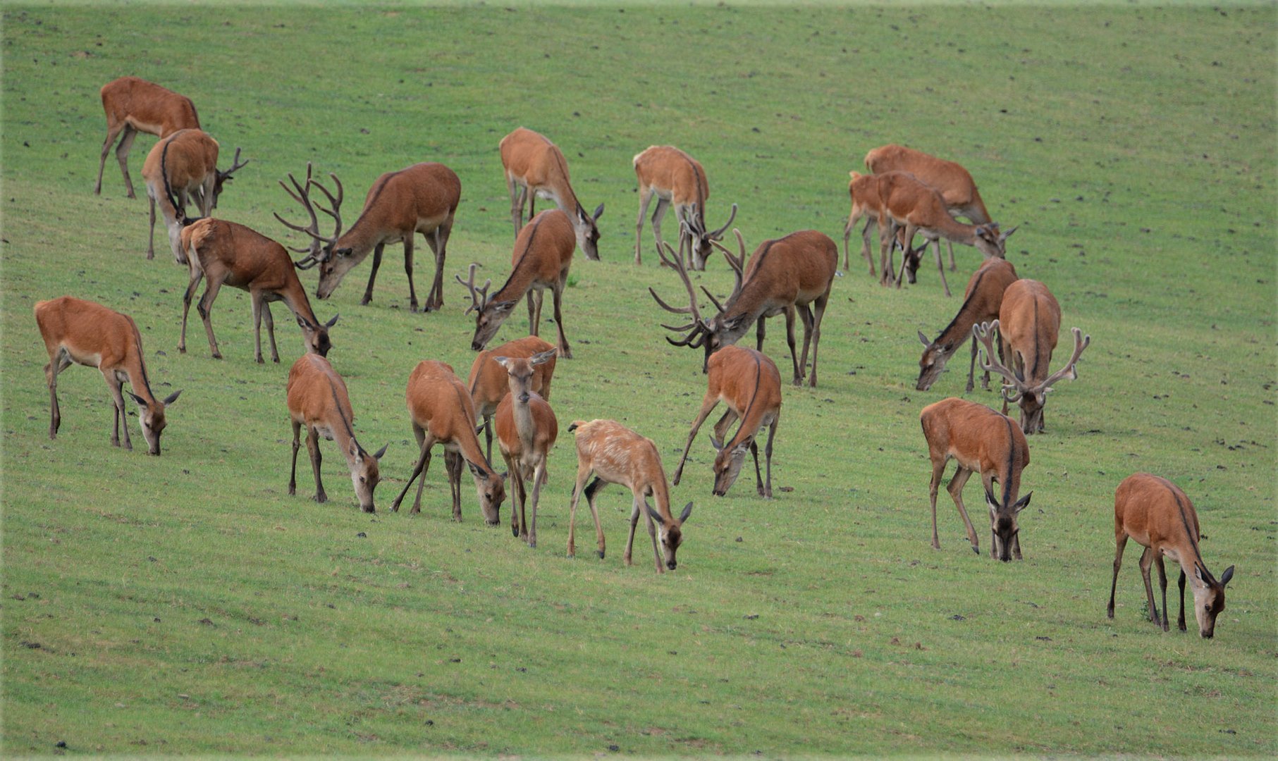 Friedlich äsen die Kolbenhirsche mit dem übrigen Kahlwild.