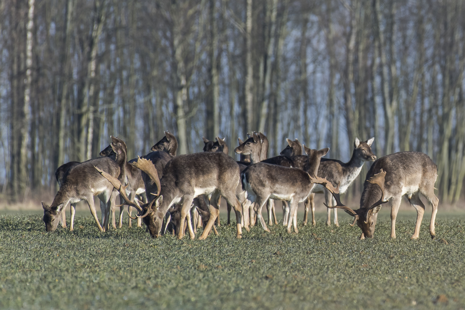 Friedlich äsen sie.... Foto & Bild | wald, natur, morgenlicht Bilder ...