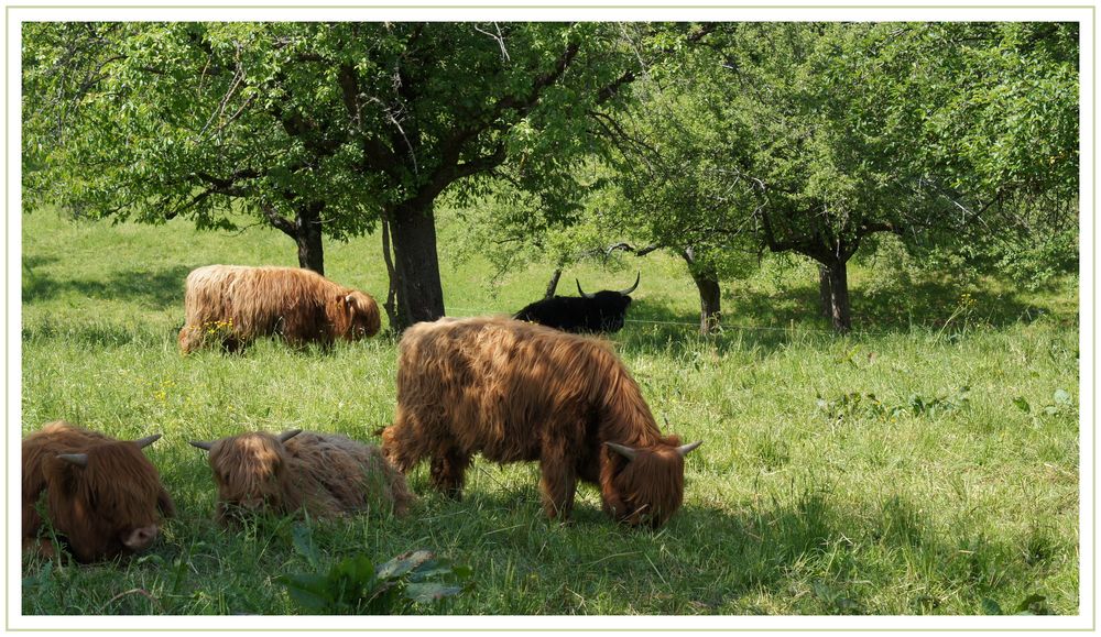 friedlich am Grase rupfend