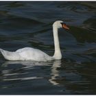 Friedlich - Für die Seebeben-Opfer zur Versteigerung