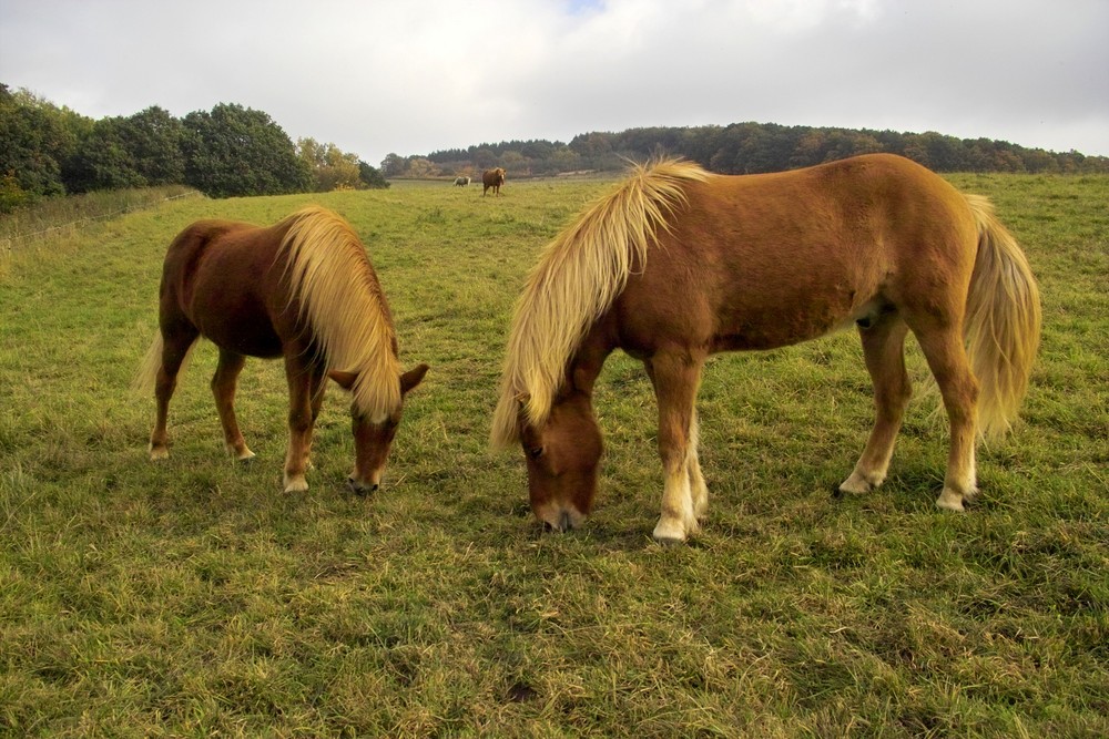 Friedlich genießen die Isländer das Gras auf der Wiese.