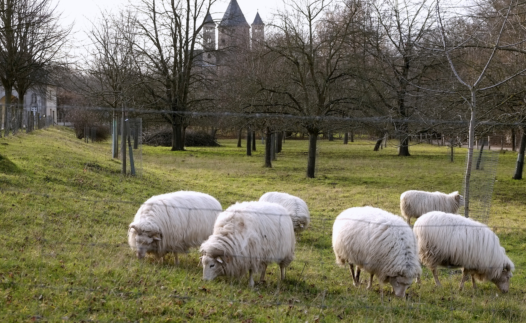 friedlich grasen