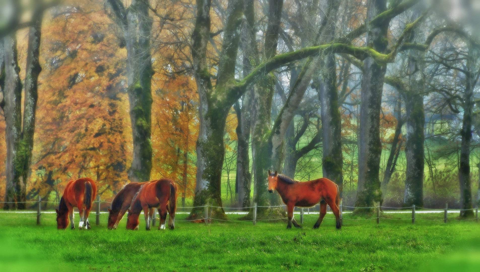 friedlich grasen