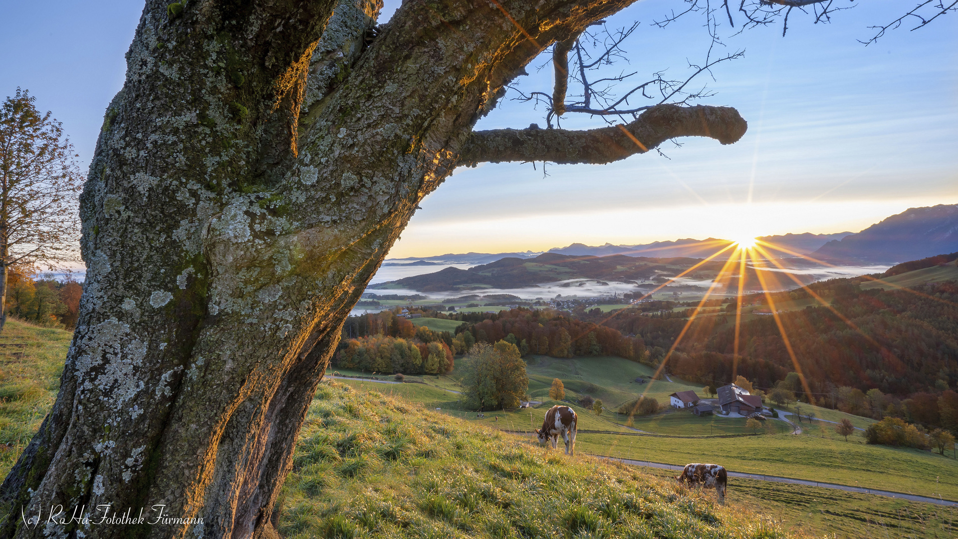 friedlich grasen die Kälber in der Stimmung des Sonnenaufgangs 