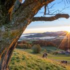 friedlich grasen die Kälber in der Stimmung des Sonnenaufgangs 