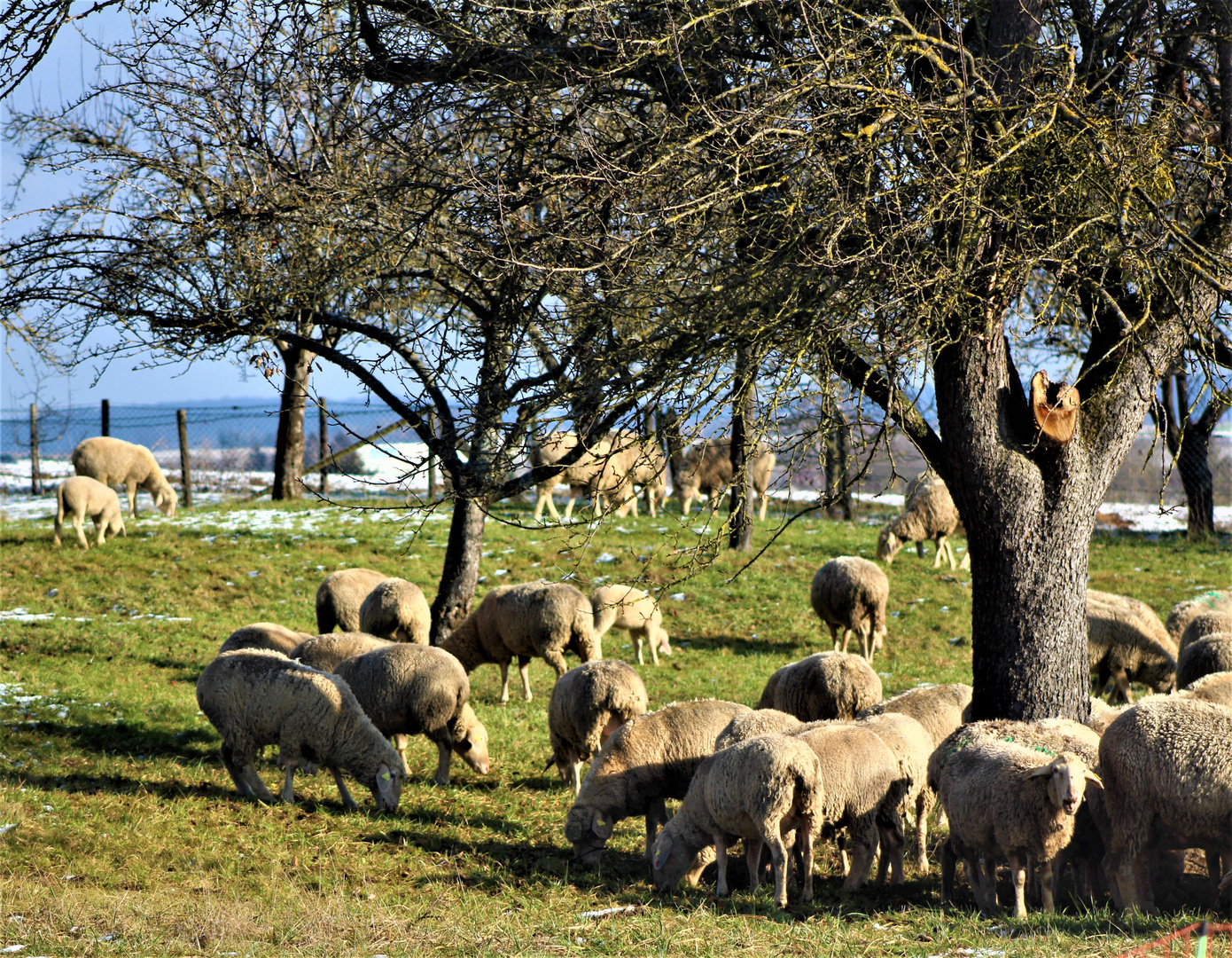 friedlich grasend im Sonnen Winter Licht