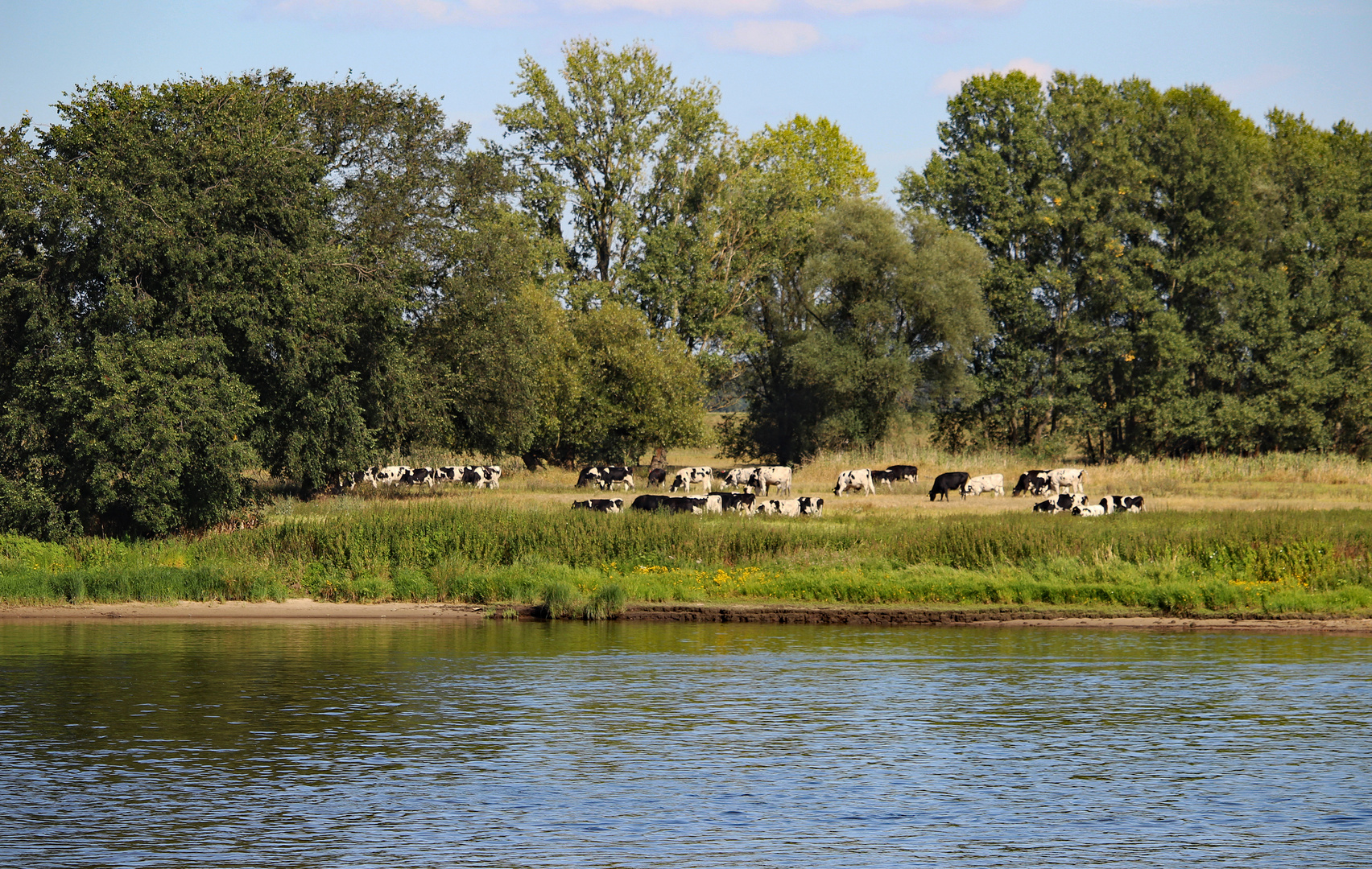 Friedlich grasende Kühe