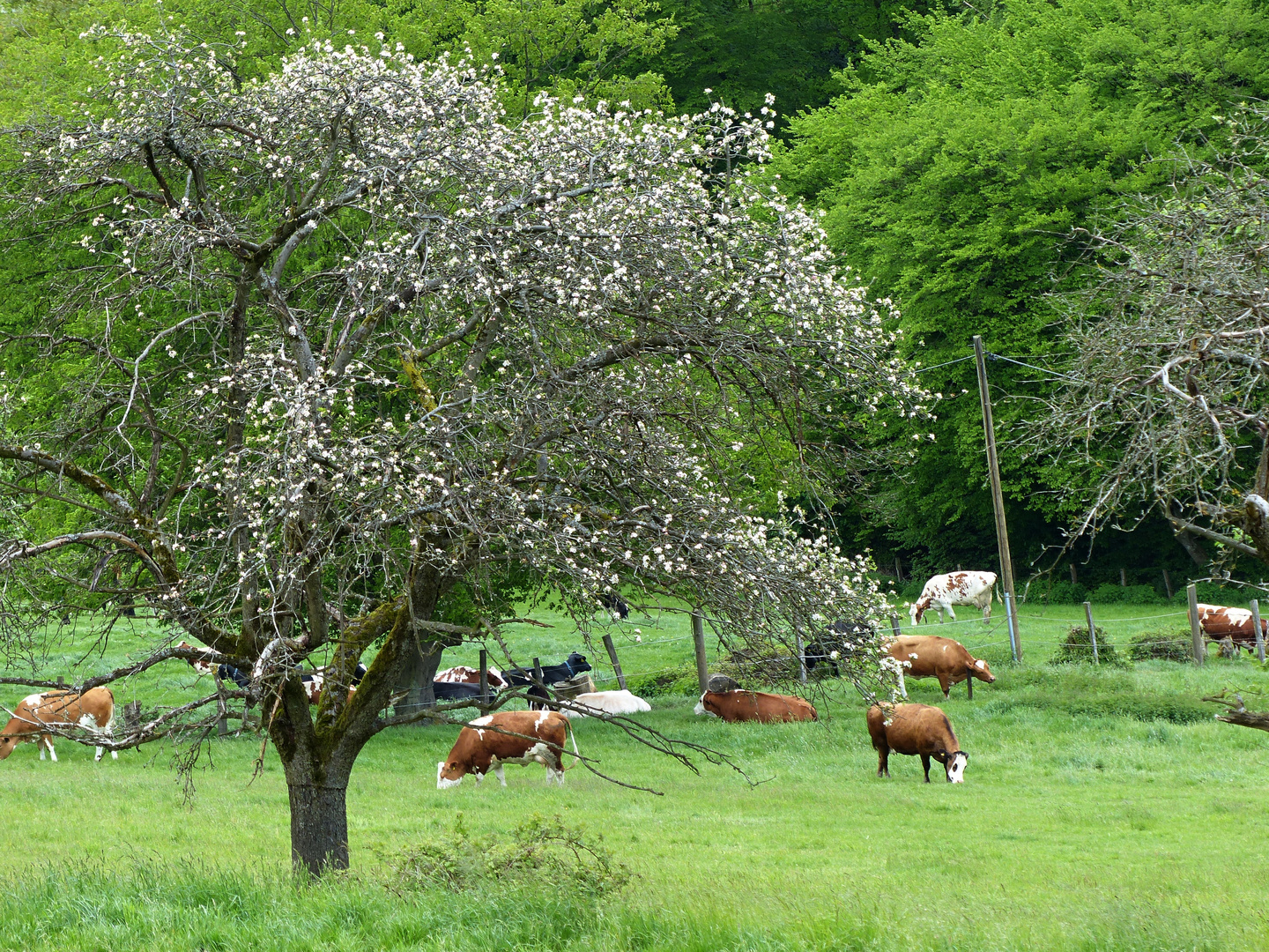 friedlich grasende Rinder unter blühenden Bäumen