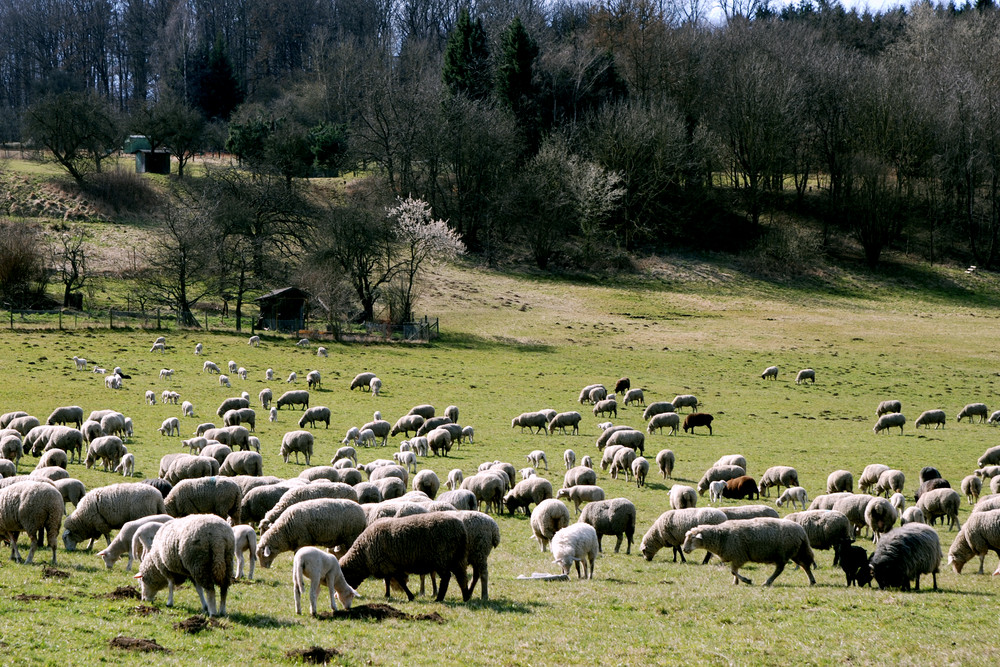 friedlich grasten die Schafe auf der Weide