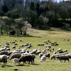 friedlich grasten die Schafe auf der Weide