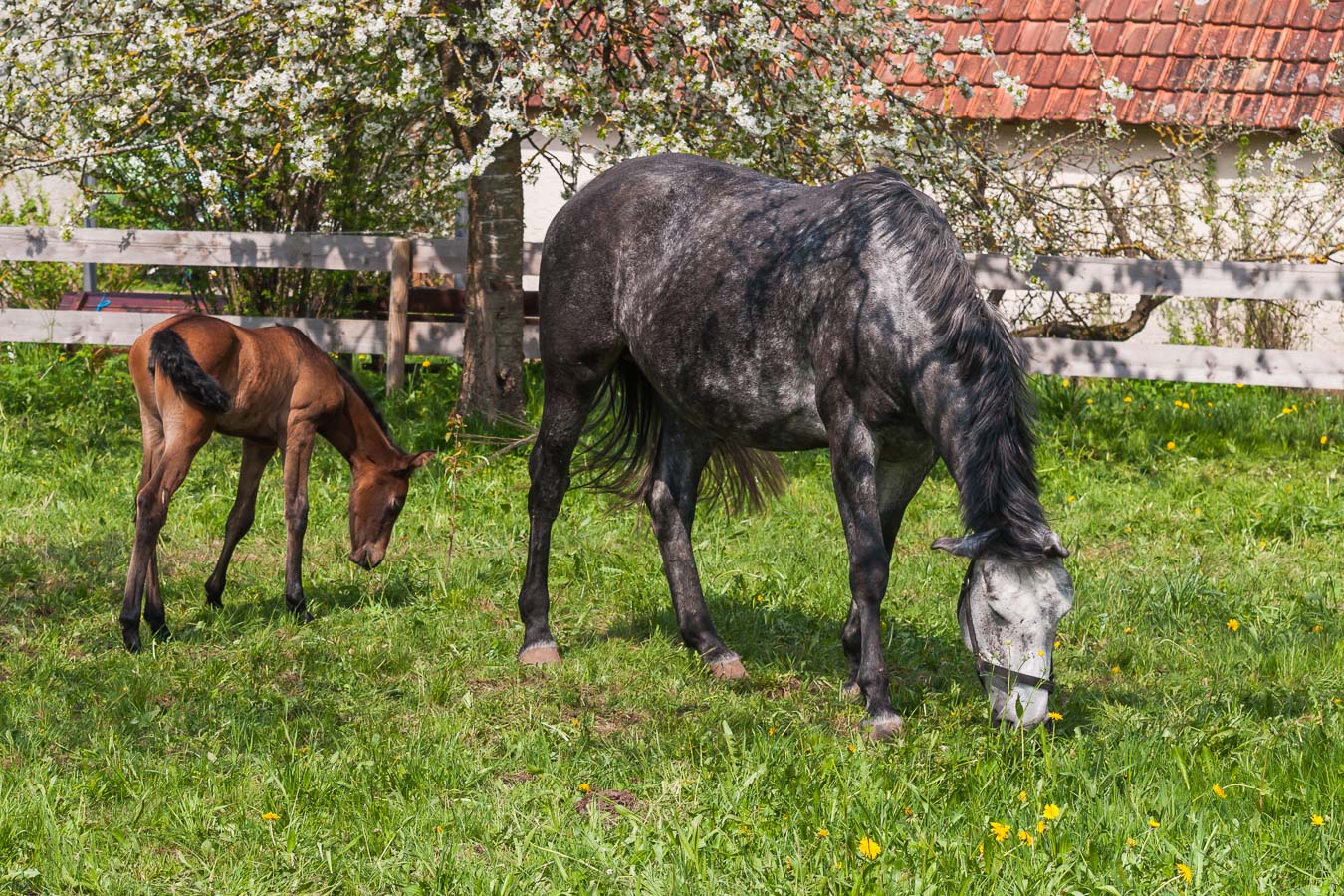 Friedlich im Gras