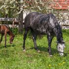 Friedlich im Gras