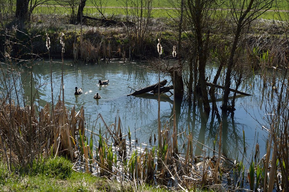 Friedlich in den Frühling