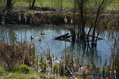 Friedlich in den Frühling