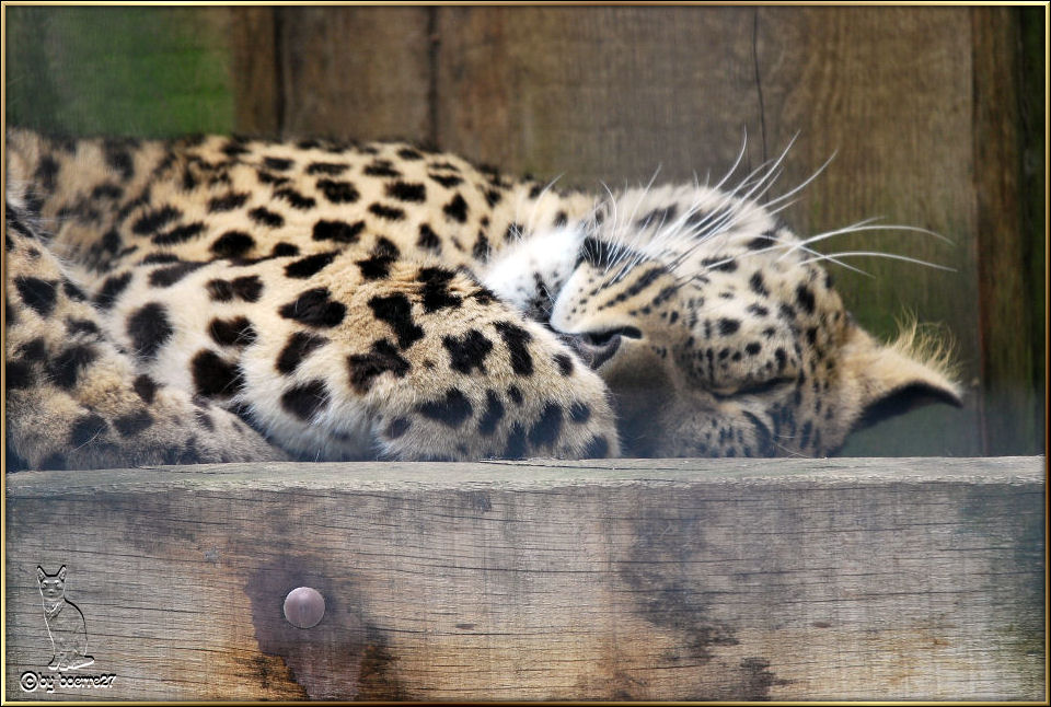 Friedlich schlafende Leopardin