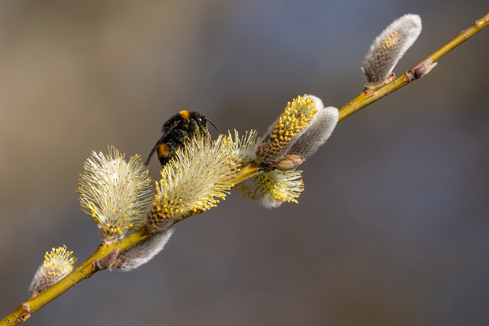 Friedlich und fleissig