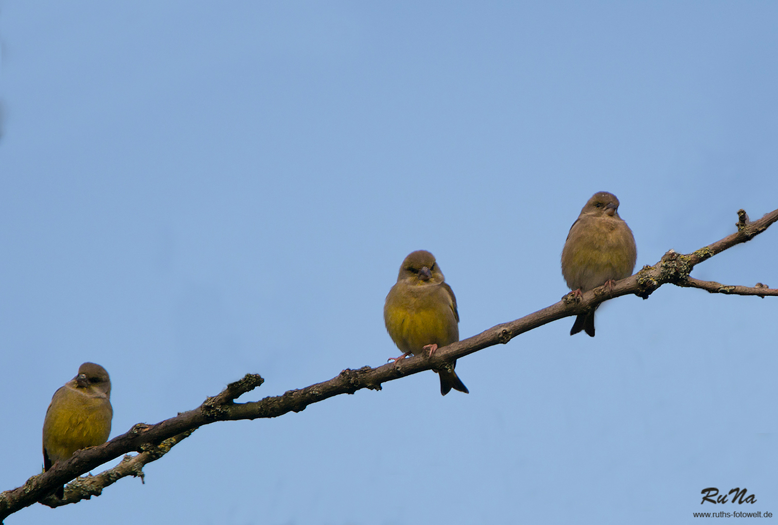 Friedlich vereint