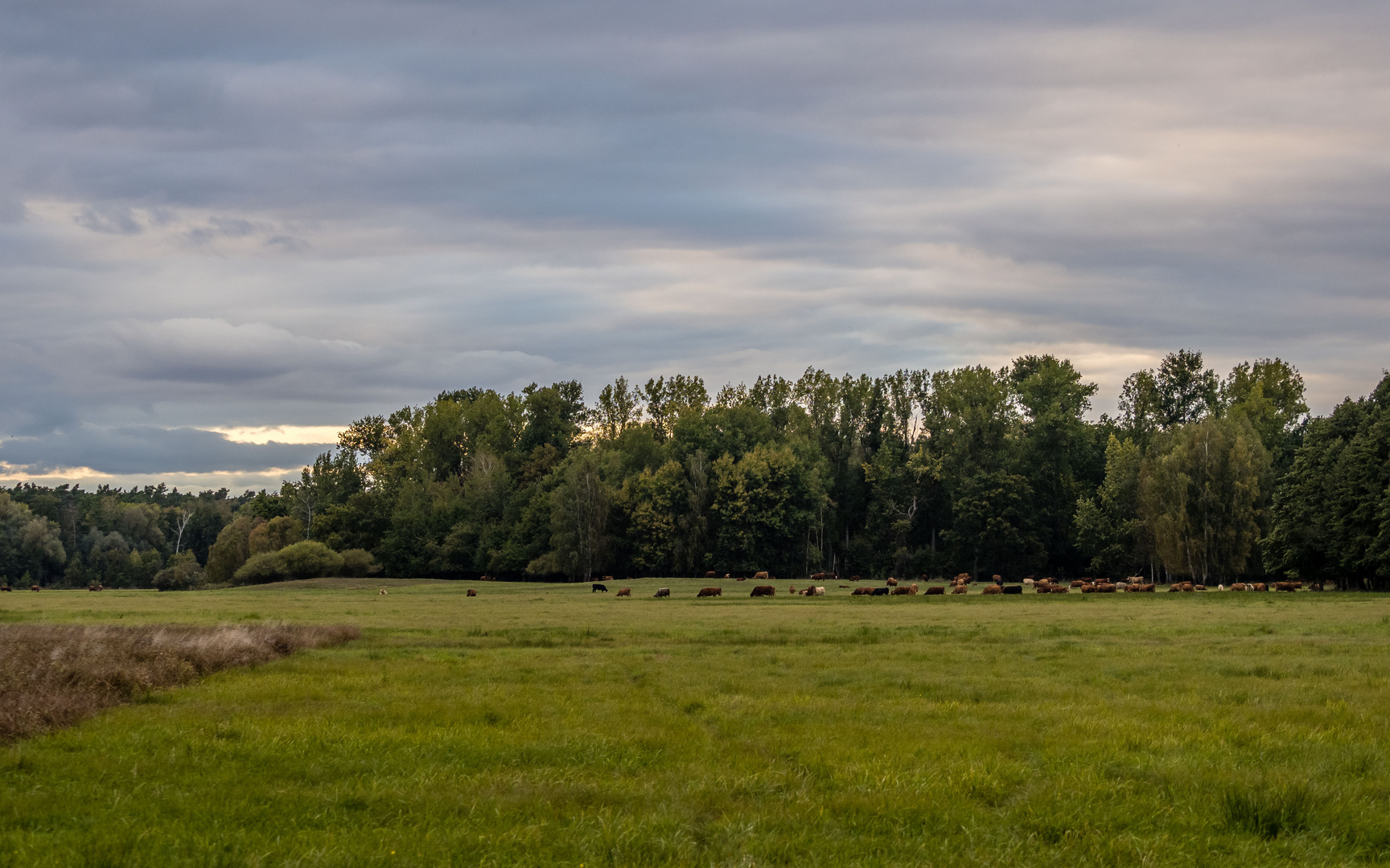 Friedliche Abendszene mit einer Rinderherde