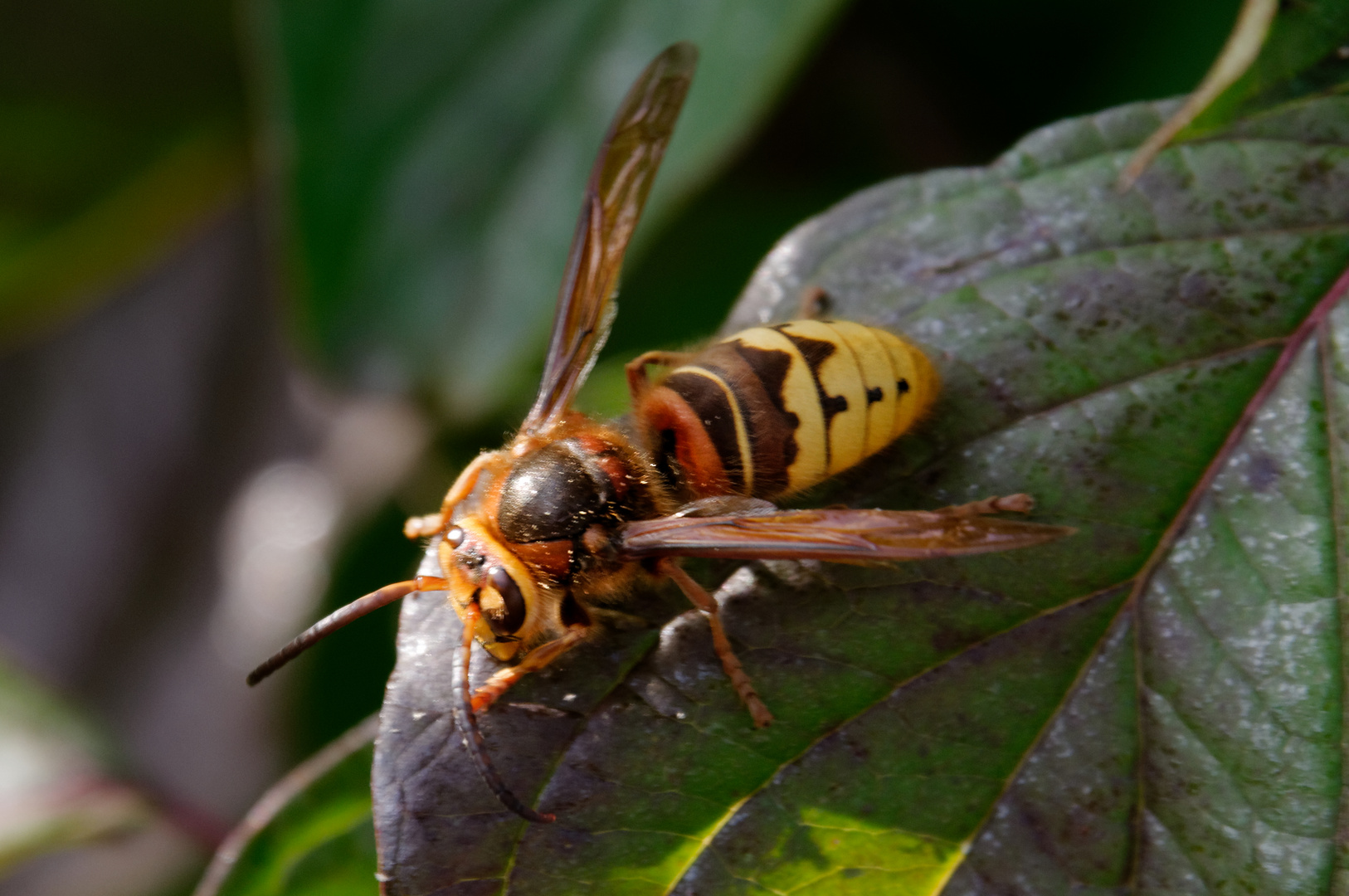 Friedliche dicke Brummer