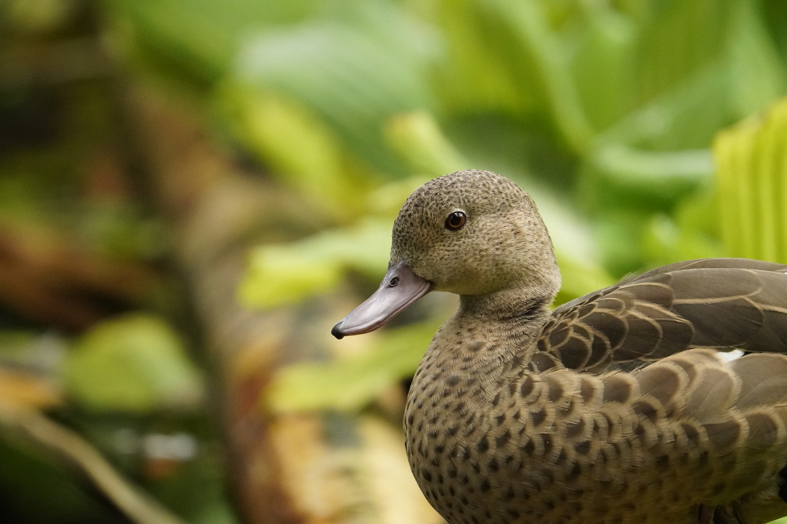 Friedliche Ente