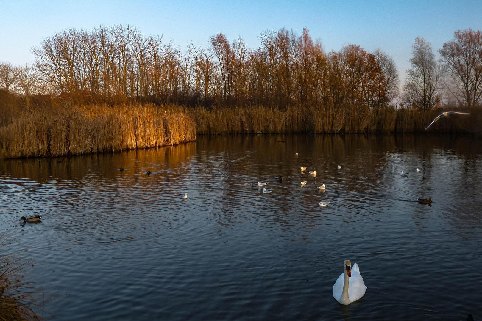 Friedliche Koexistenz am Wasservogelteich