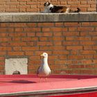 Friedliche Koexistenz, Venedig