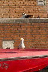 Friedliche Koexistenz, Venedig